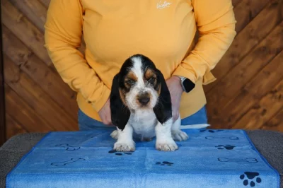 Velký hrubosrstý vendeéský baset