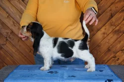 Velký hrubosrstý vendeéský baset