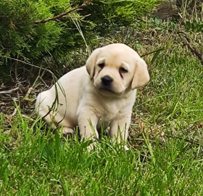 Nabídka štěňat labradorského retrievera