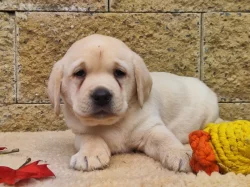 Nabídka štěňat labradorského retrievera