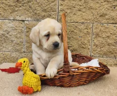 Nabídka štěňat labradorského retrievera