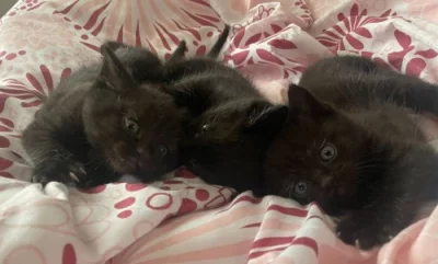 Koťátka 3 kluci