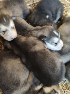 Štěňátka Aljašky Mamut