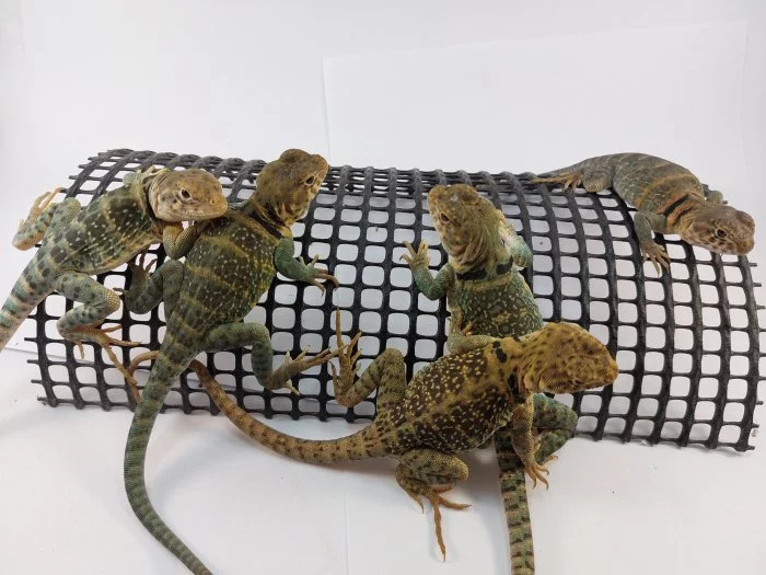 Leguánek obojkový Crotaphytus collaris wichita