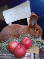 Prodám Novozélandského červeného (Nč)