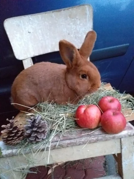 Prodám Novozélandského červeného (Nč)