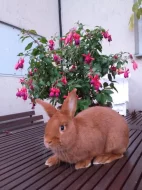 Prodám Novozélandského červeného (Nč)