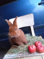 Prodám Novozélandského červeného (Nč)