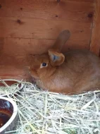 Prodám Novozélandského červeného (Nč)