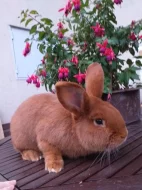 Prodám Novozélandského červeného (Nč)