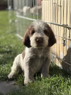 Italský spinone