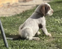 Italský spinone