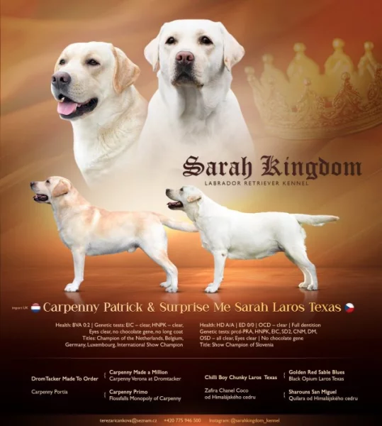 Labradorský retrívr s PP