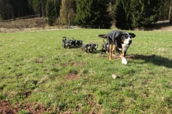 štěně velký švýcarský salašník