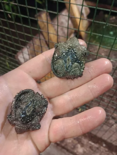 Kajmanka dravá (Chelydra serpentina)