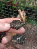 Kajmanka dravá (Chelydra serpentina)