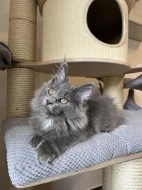 Mainská mývalí s PP