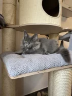 Mainská mývalí s PP