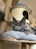 Mainská mývalí s PP