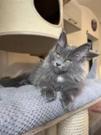 Mainská mývalí s PP