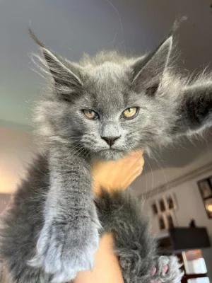 Mainská mývalí s PP