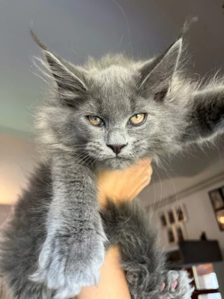 Mainská mývalí s PP