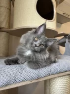 Mainská mývalí s PP