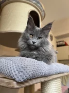 Mainská mývalí s PP