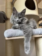 Mainská mývalí s PP