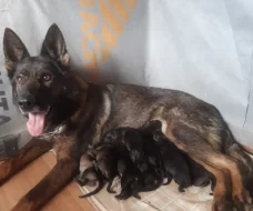 Vlkošedá štěňata německých ovčáků