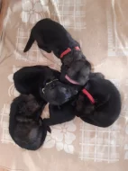 Vlkošedá štěňata německých ovčáků