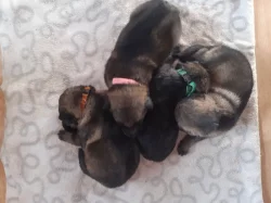 Vlkošedá štěňata německých ovčáků