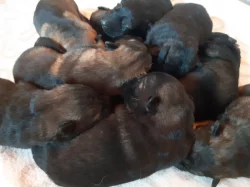 Vlkošedá štěňata německých ovčáků