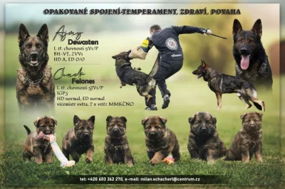 Vlkošedá štěňata německých ovčáků