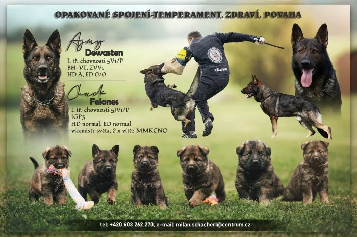 Vlkošedá štěňata německých ovčáků