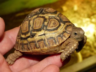 Želva pardálí (Stigmochelys pardalis)