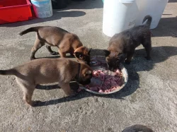 Nabízím štěňátka BOM s PP