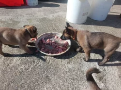 Nabízím štěňátka BOM s PP