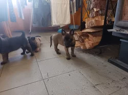 Nabízím štěňátka BOM s PP