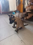 Nabízím štěňátka BOM s PP