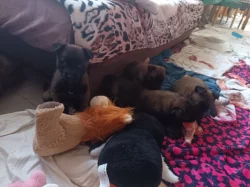 Nabízím štěňátka BOM s PP