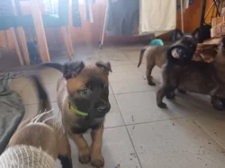 Nabízím štěňátka BOM s PP