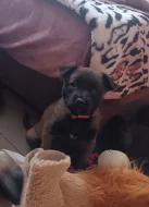 Nabízím štěňátka BOM s PP