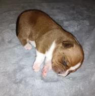 Stafordšírský bulteriér s PP