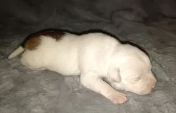 Stafordšírský bulteriér s PP