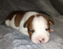 Stafordšírský bulteriér s PP