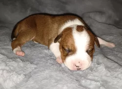 Stafordšírský bulteriér s PP