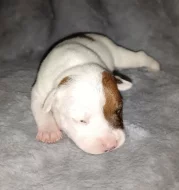 Stafordšírský bulteriér s PP