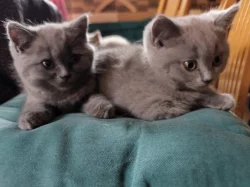 Britská koťátka