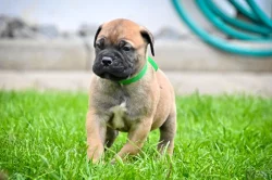 Bullmastiff; Bullmastif; Bulmastif s PP